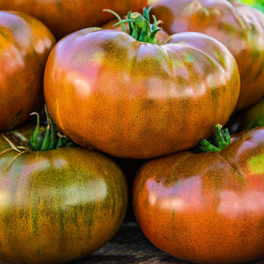 Paul Robeson - Heirloom Tomato Seeding