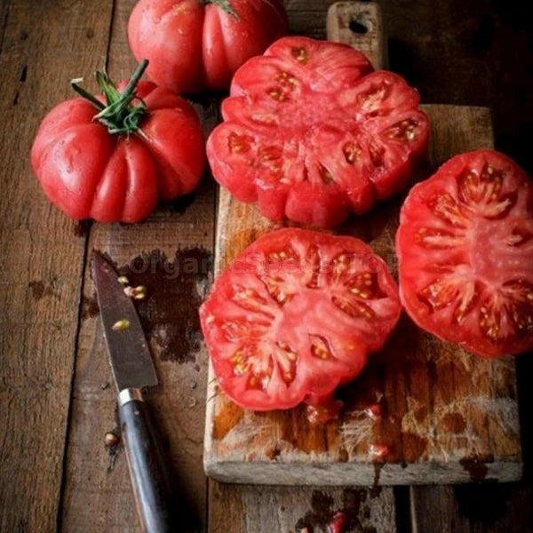 Rosa - Heirloom Tomato Seeding