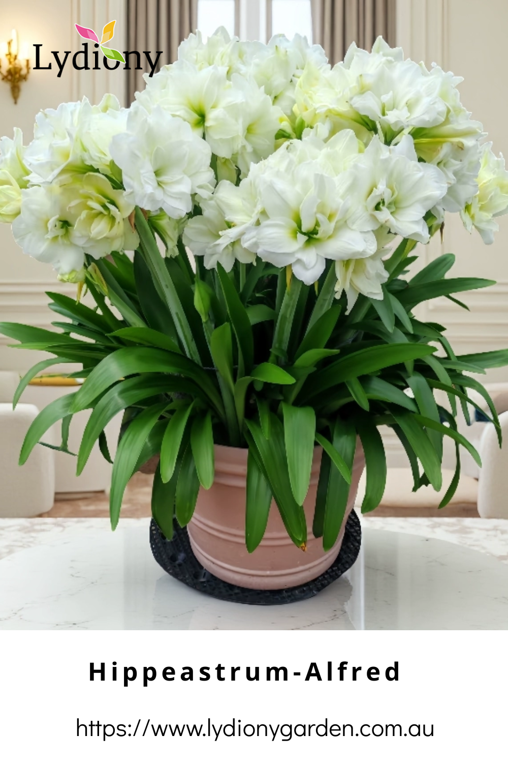 Mixed - Hippeastrum - Amaryllis Bulb