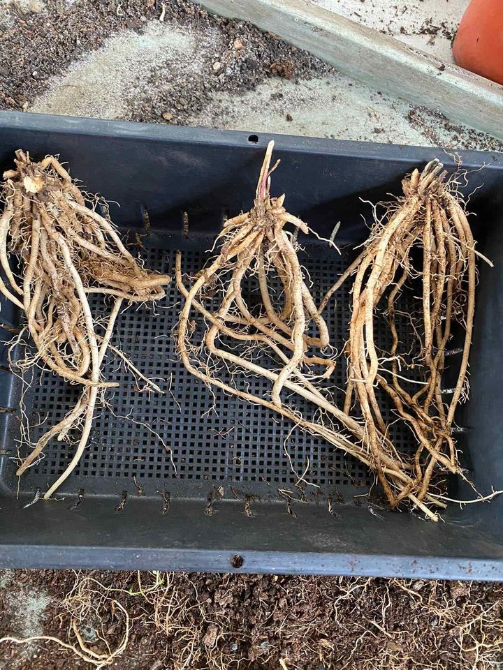 Asparagus Crown - Marry Washington variety