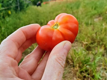 Santorini - Heirloom Tomato Seeding