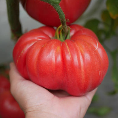 Tomato Beefsteak Seedlings