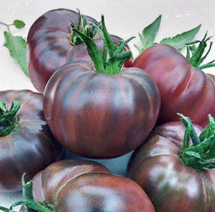Black Russian - Heirloom Tomato Seedling