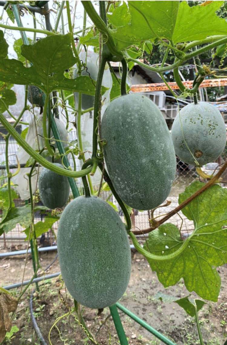 Ash/Wax gourd (winter melon) seeds Lydiony Pty Ltd
