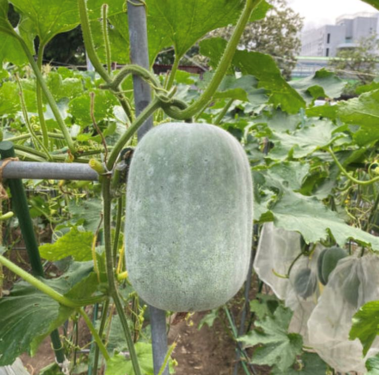 Ash/Wax gourd (winter melon) seeds