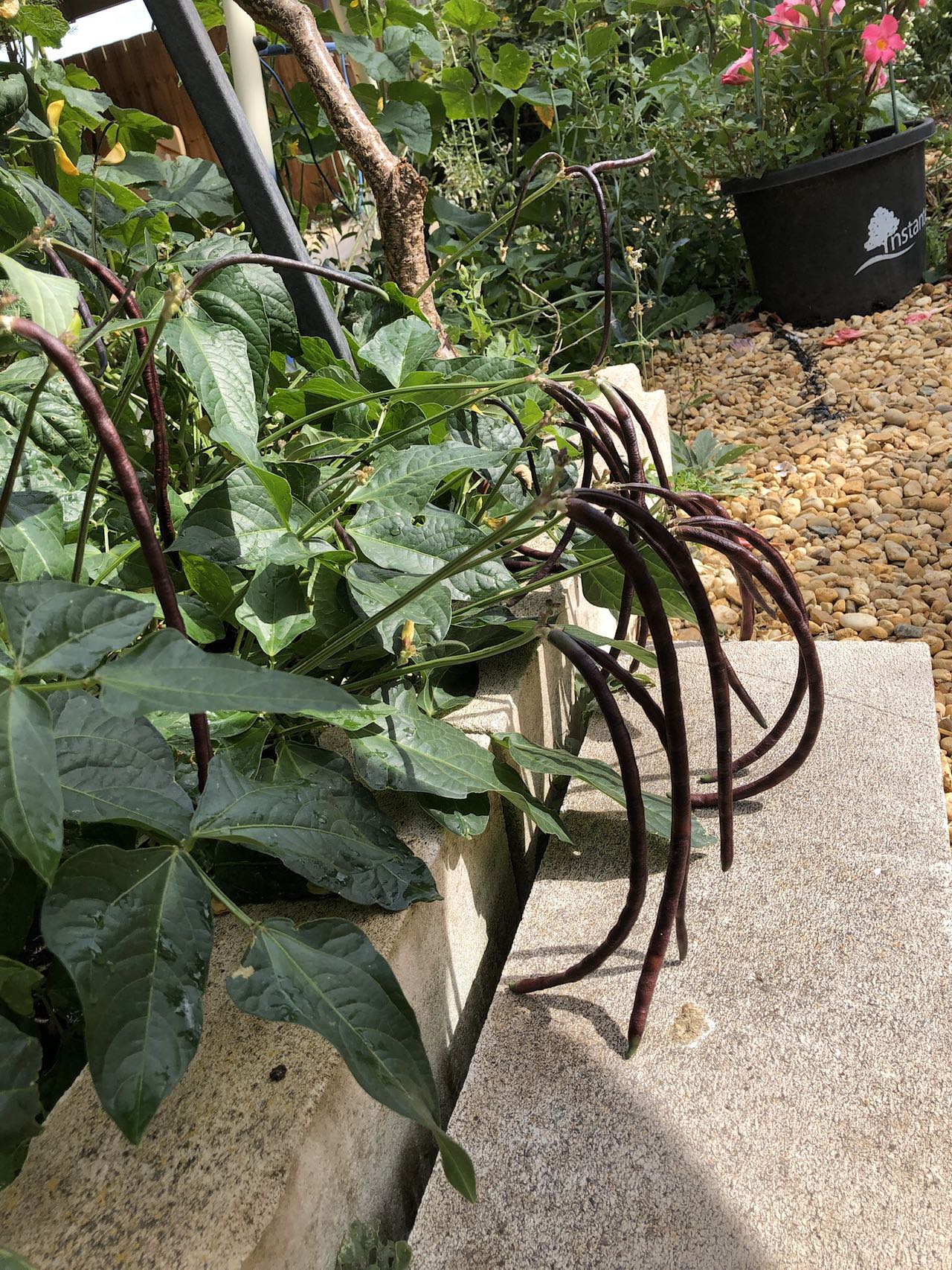 DWARF Snake Bean (Bush) Burgundy - Heirloom Seeds - Long Bean