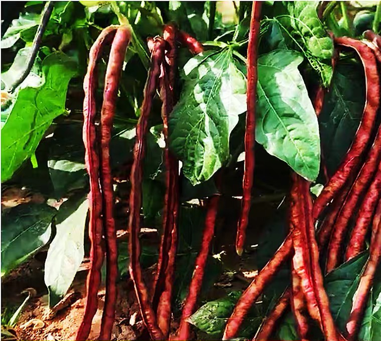 DWARF Snake Bean (Bush) Burgundy - Heirloom Seeds - Long Bean