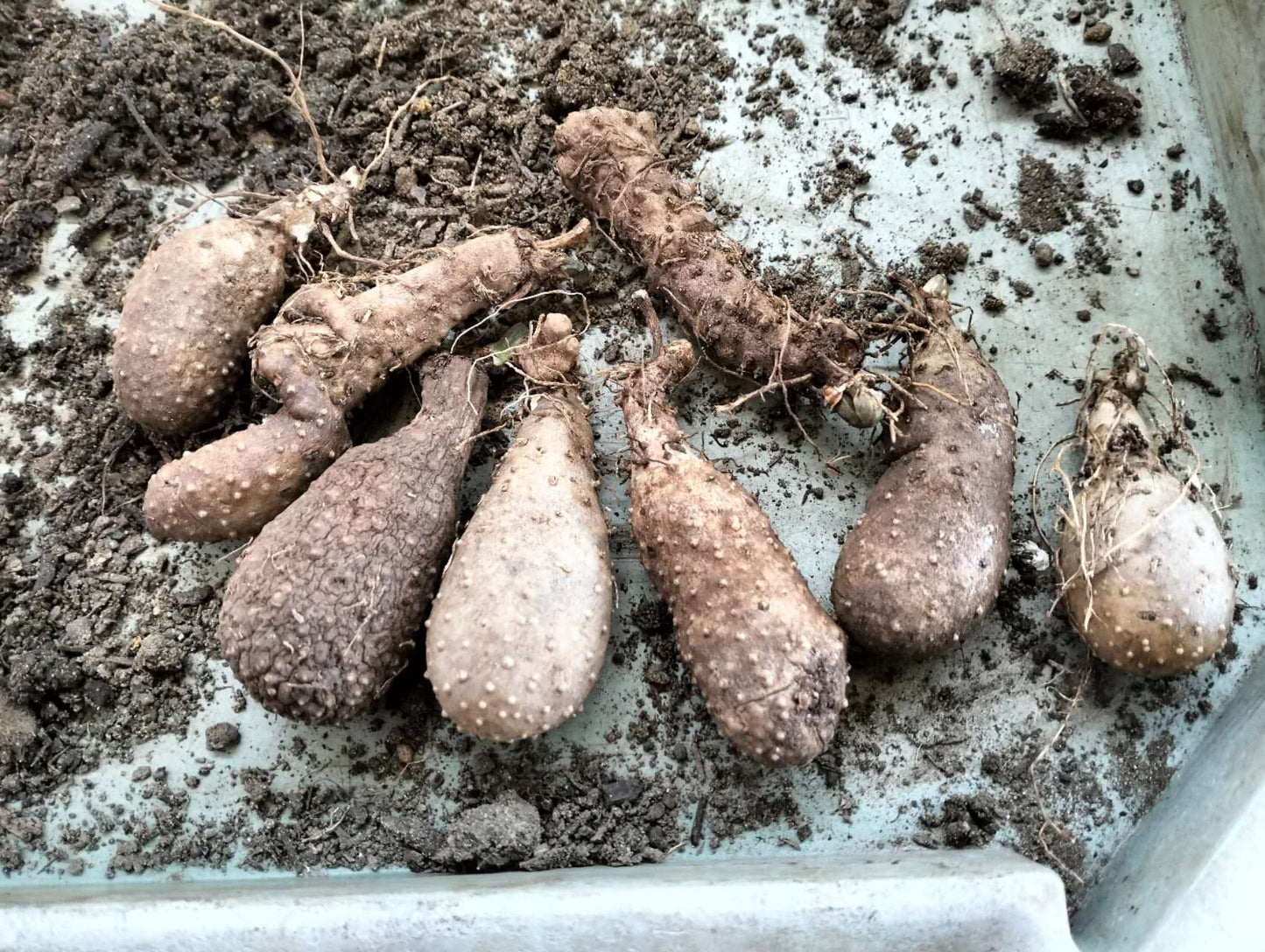 Yam tubers for planting
