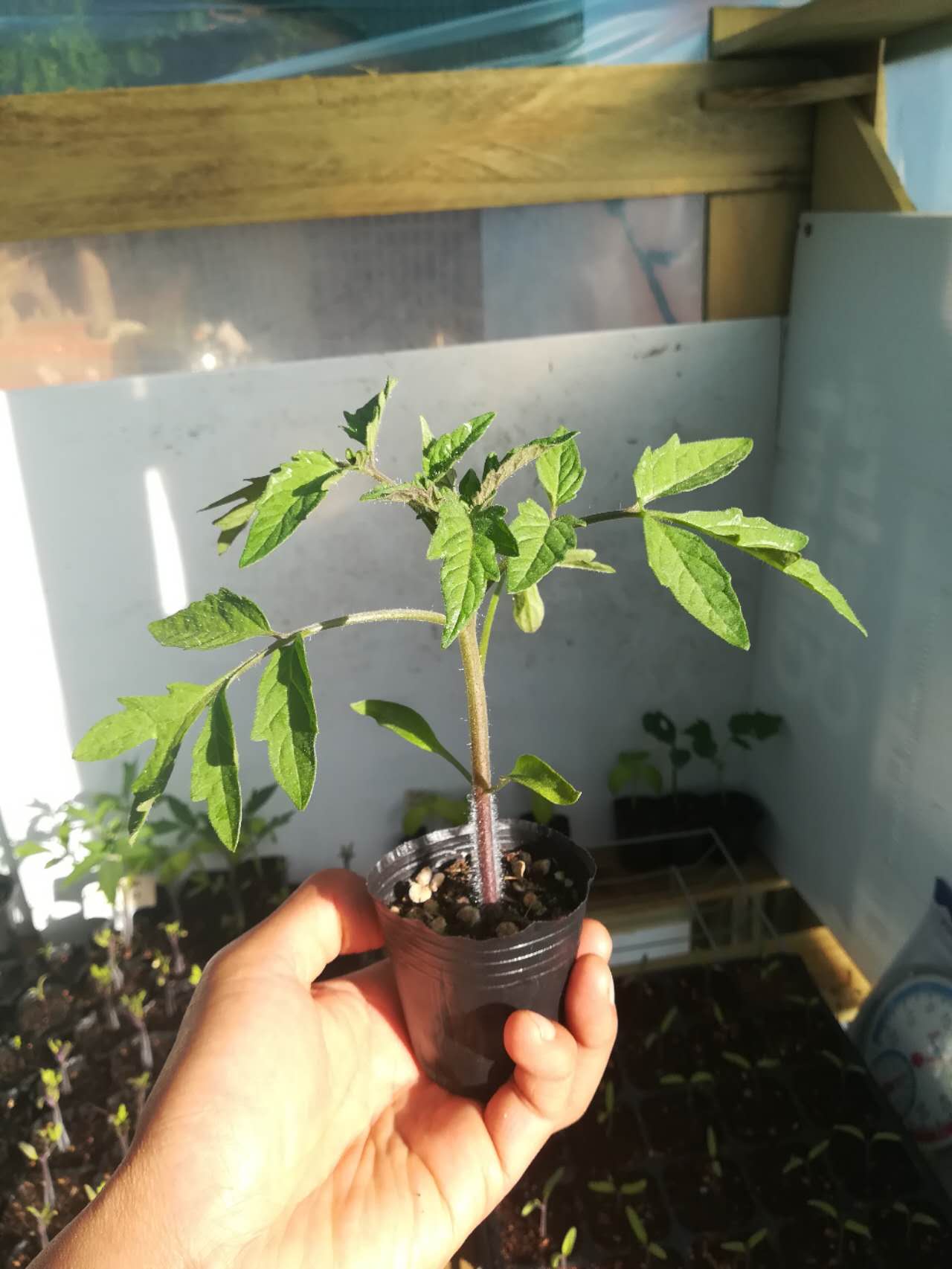 Black Russian - Heirloom Tomato Seedling