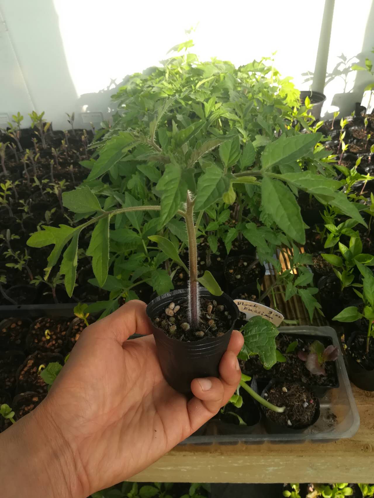 Black Russian - Heirloom Tomato Seedling