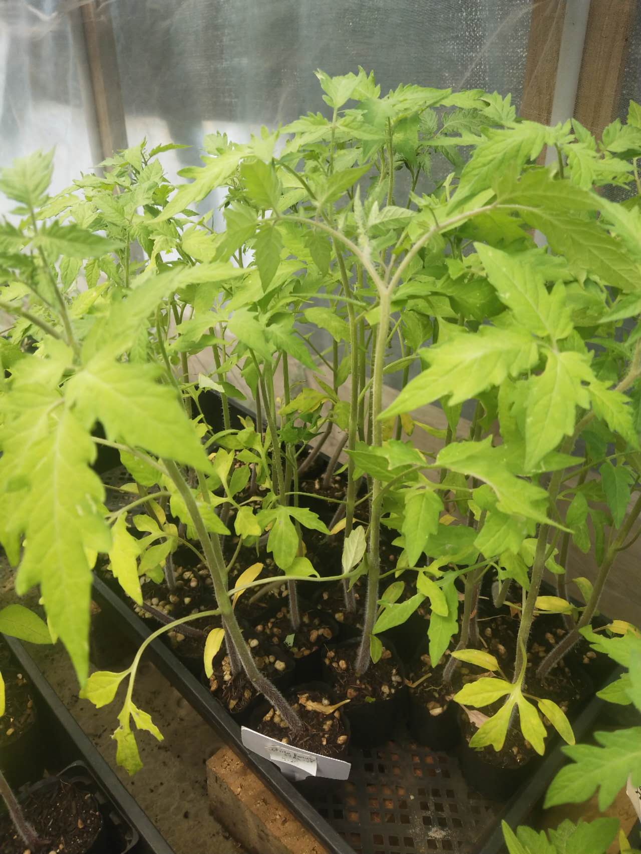 White Beauty - Heirloom Tomato Seeding