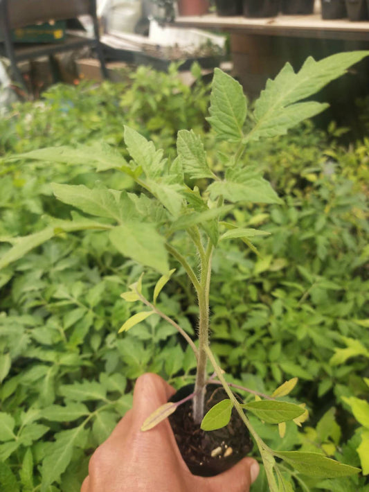 Ox heart - Heirloom Tomato Seeding