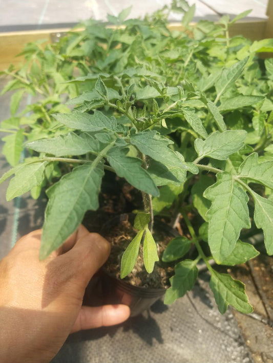 Beefsteak - Heirloom Tomato Seeding