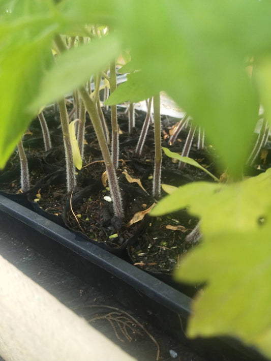 Granny's Throwing - Heirloom Tomato Seeding