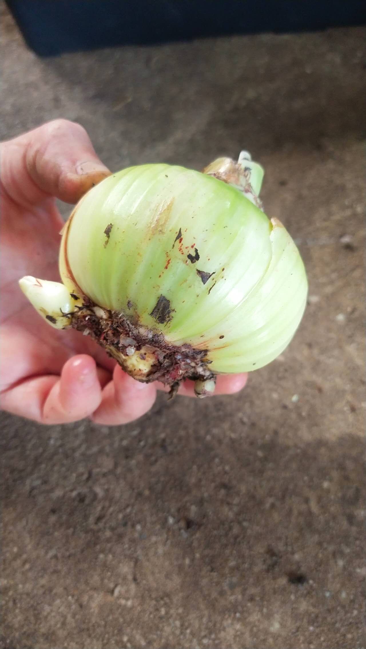 Lemon Sorbet - Hadeco Hippeastrum - Amaryllis Bulb