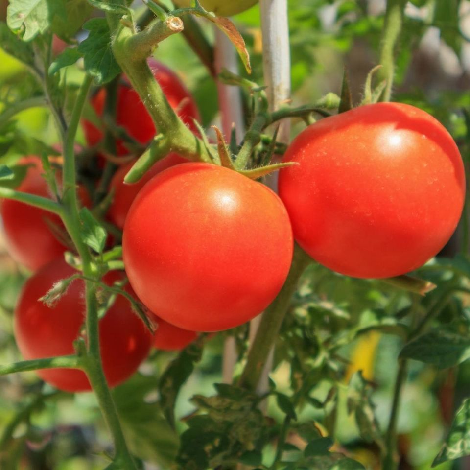 Day Dream - Heirloom Tomato Seeding