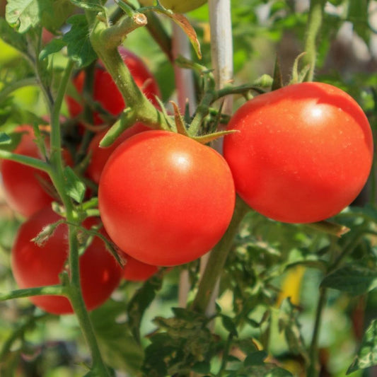 Tomato Daydream Seedlings