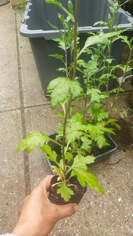 Spider - White - Chrysanthemum Seedling