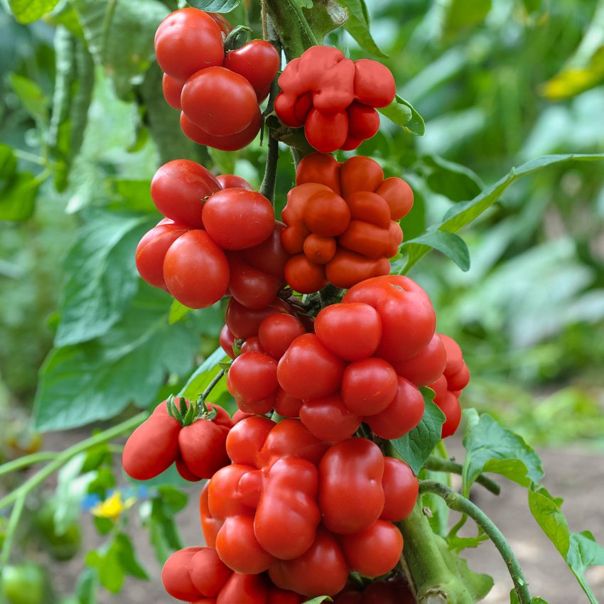 Reisetomate- Heirloom Tomato Seeding