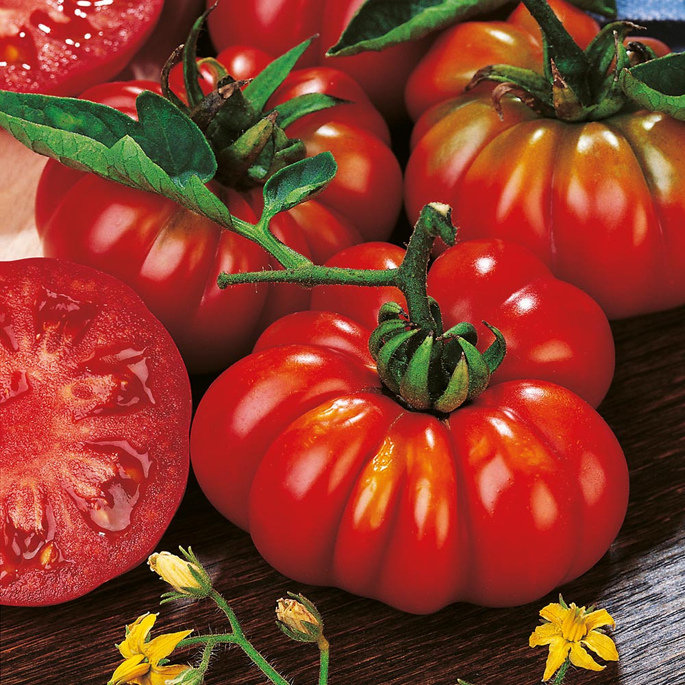 Costoluto Fiorentino - Heirloom Tomato Seedling