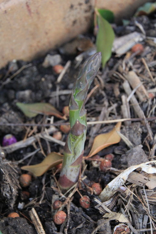 Asparagus Crown - Marry Washington variety