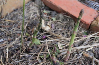Mary Washington Asparagus Seedlings