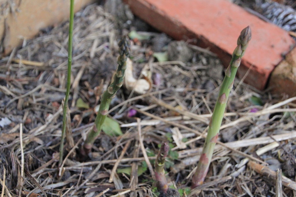 Asparagus Crown - Marry Washington variety