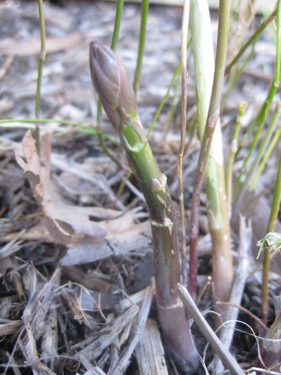 Asparagus Crown - Marry Washington variety