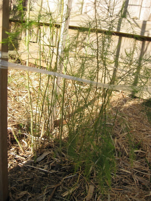 Asparagus Crown - Marry Washington variety