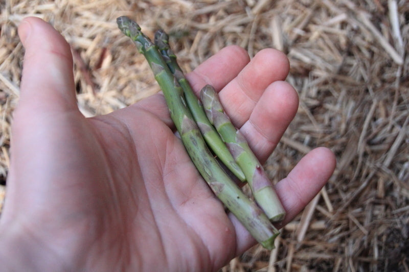 Mary Washington Asparagus Seedlings