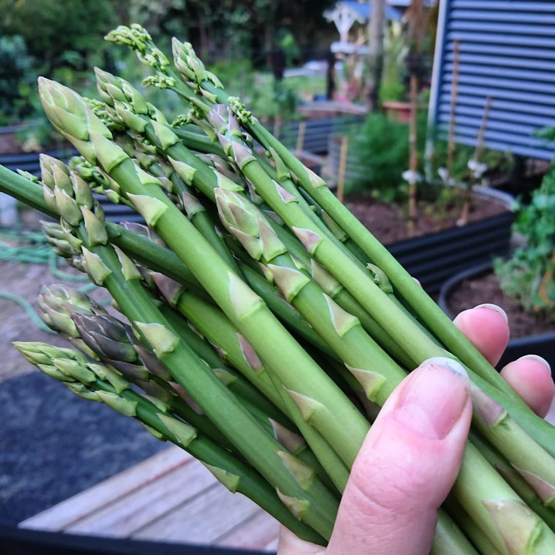Asparagus Crown - Marry Washington variety