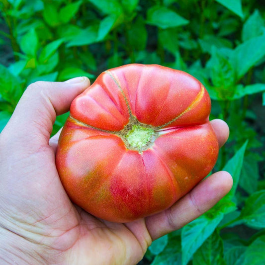 Tomato - German Johnson Seeds