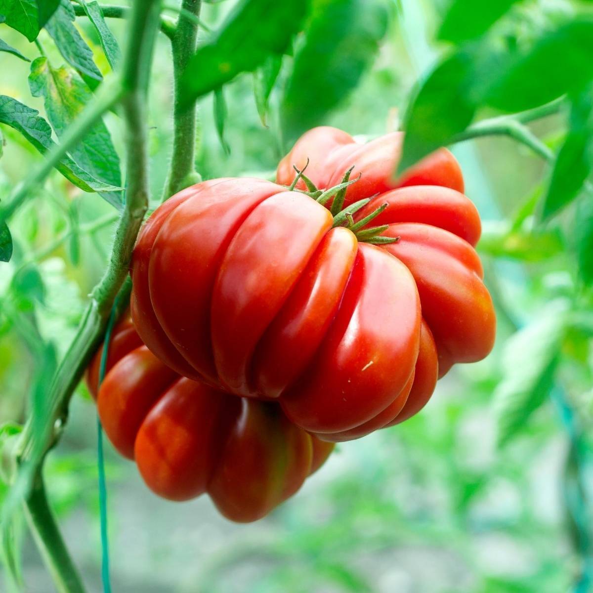 Santorini - Heirloom Tomato Seeding