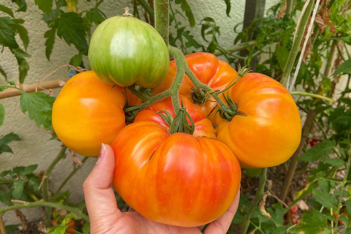 Pineapple - Heirloom Tomato Seeding