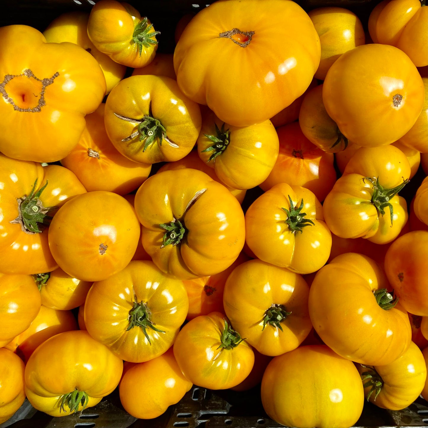 Azoychka - Heirloom Tomato Seeding