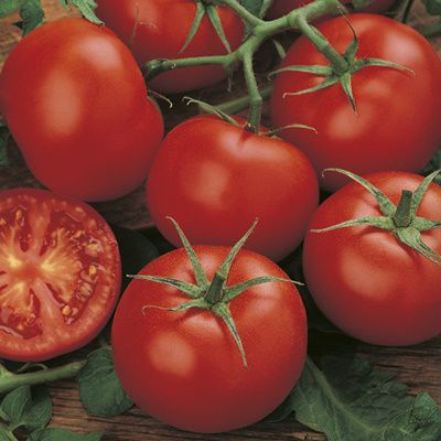 Money Maker - Heirloom Tomato Seeding