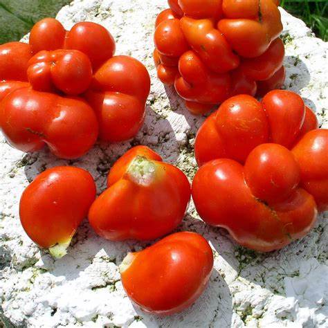 Reisetomate- Heirloom Tomato Seeding