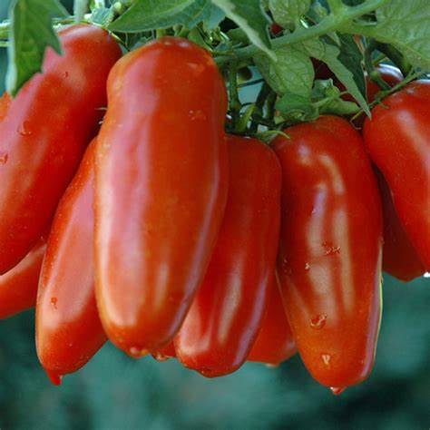 San Marzano - Heirloom Tomato Seeding
