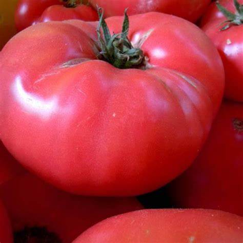 Pink Delight - Heirloom Tomato Seeding
