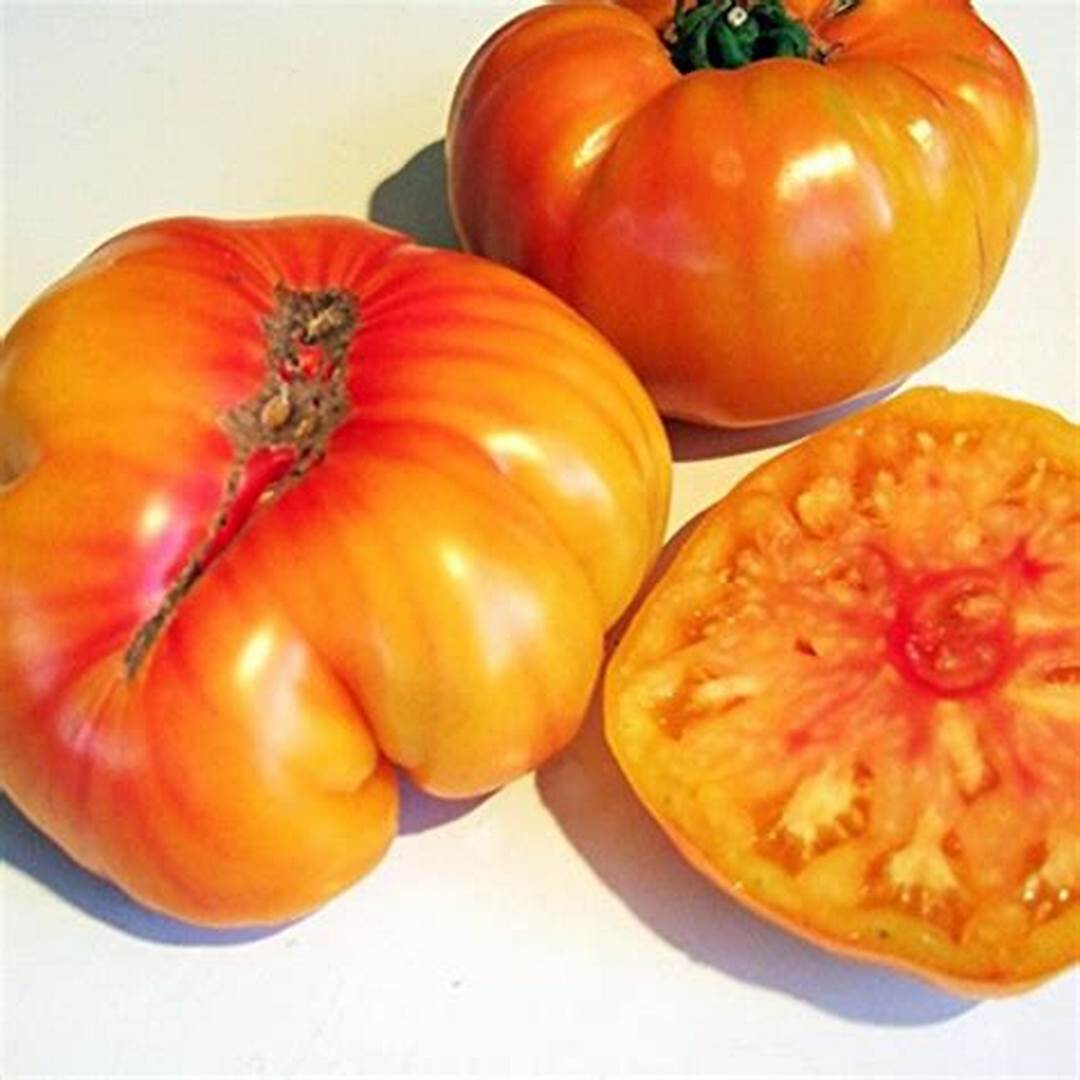 Old German - Heirloom Tomato Seeding