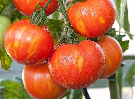 Tigerella - Heirloom Tomato Seeding