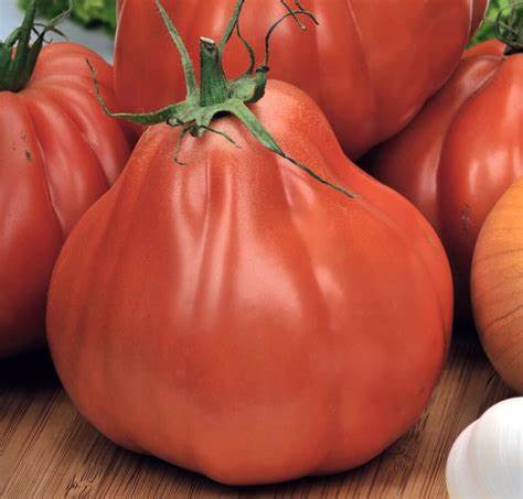 Big Pear - Heirloom Tomato Seedling