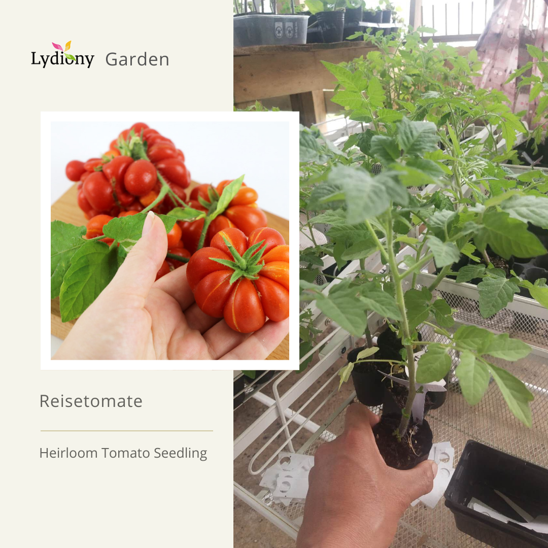 Reisetomate- Heirloom Tomato Seeding