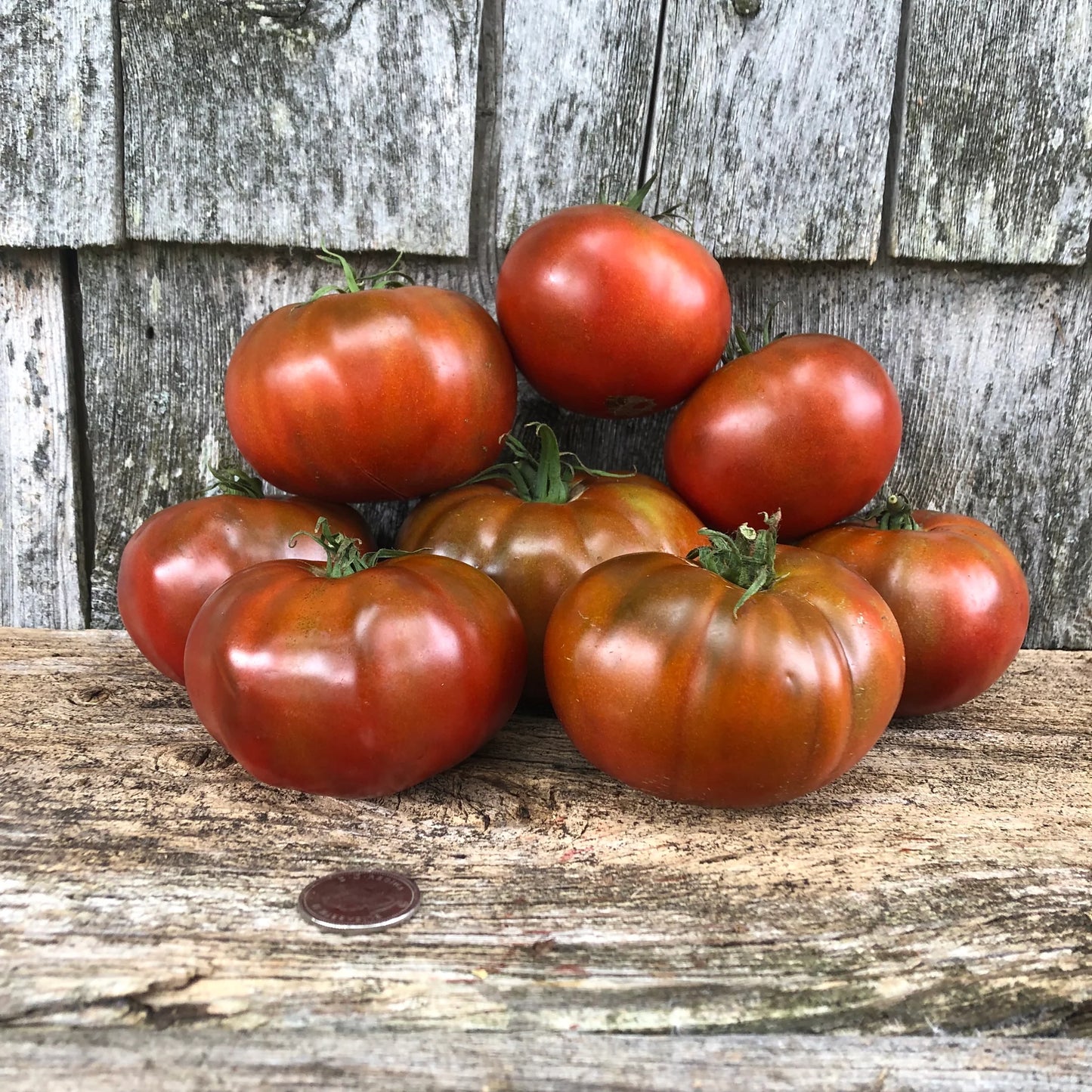 Paul Robeson - Heirloom Tomato Seeding