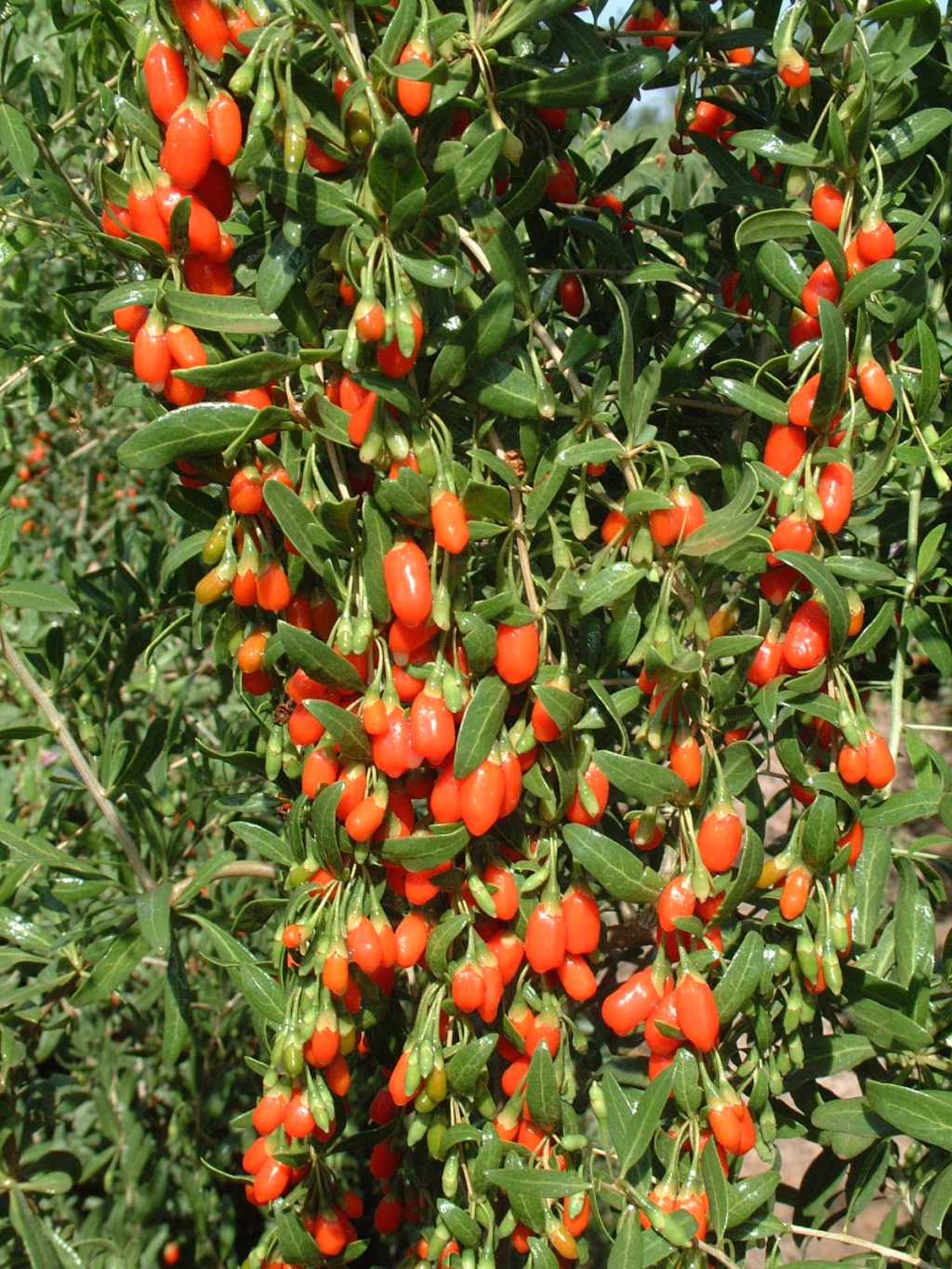 Goji Berry Plant