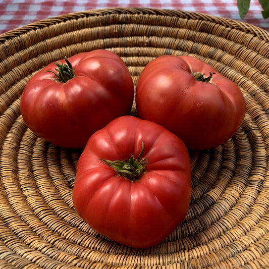 Blue Ridge Mountain - Heirloom Tomato Seeding