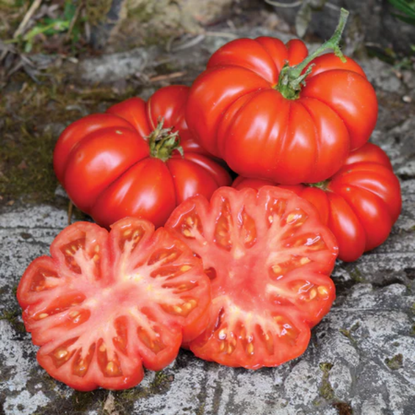 Costoluto Fiorentino - Heirloom Tomato Seedling