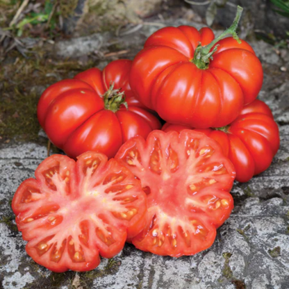 Tomato - Costoluto Fiorentino seeds