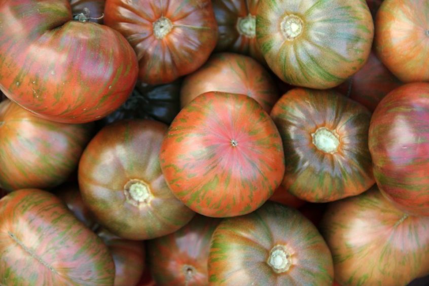 Chocolate Stripe - Heirloom Tomato Seeding