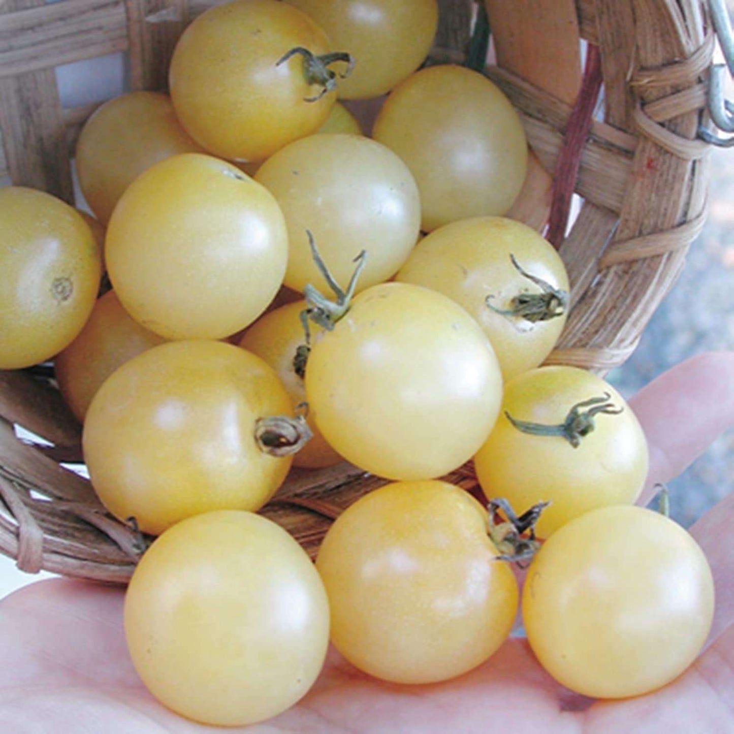 Ice - Heirloom Tomato Seeding